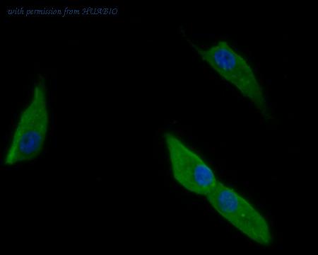 HUABIO HA500148 image 2