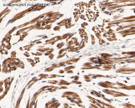 HUABIO HA500148 image 3