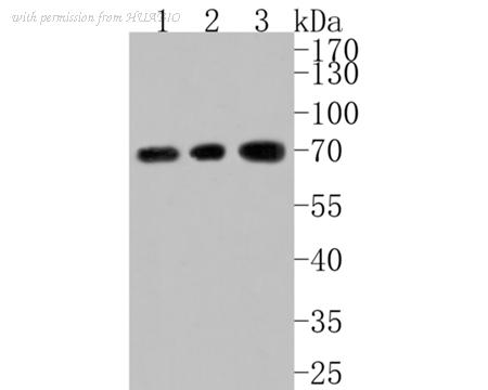 HUABIO HA500151 image 1