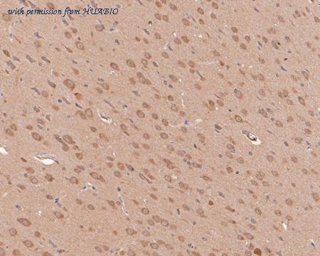 HUABIO HA500151 image 2