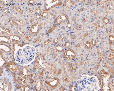 HUABIO HA500153 image 2