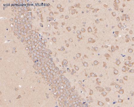 HUABIO HA500153 image 3