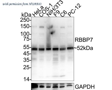 HUABIO HA500155 image 1