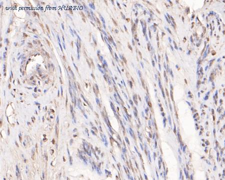 HUABIO HA500155 image 2