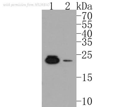 HUABIO HA500157 image 1