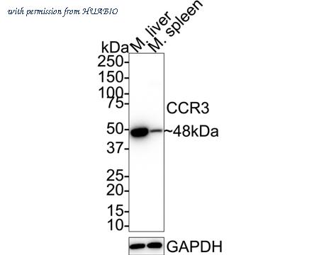 HUABIO HA500162 image 1