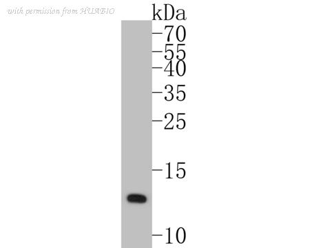 HUABIO HA500163 image 1