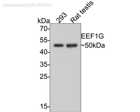 HUABIO HA500164 image 1