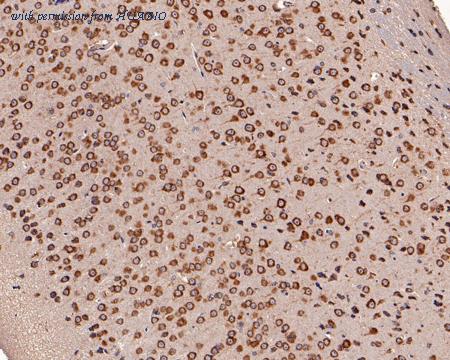 HUABIO HA500164 image 2