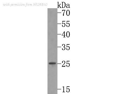 HUABIO HA500165 image 2