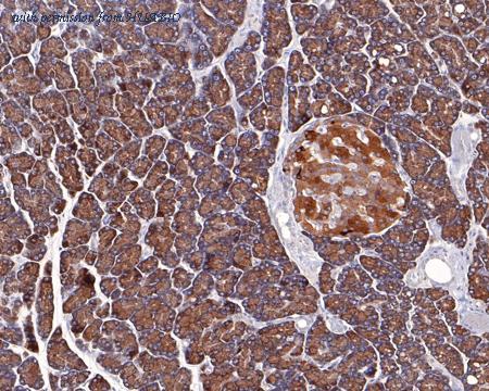 HUABIO HA500165 image 3