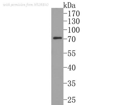 HUABIO HA500166 image 1