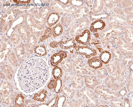 HUABIO HA500166 image 2