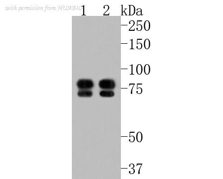 HUABIO HA500168 image 1