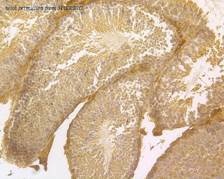 HUABIO HA500168 image 3