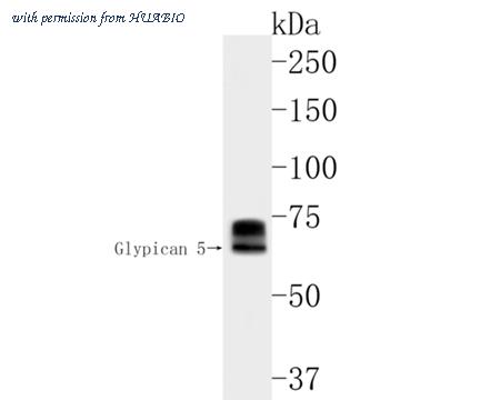 HUABIO HA500174 image 1