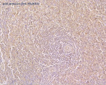 HUABIO HA500180 image 1