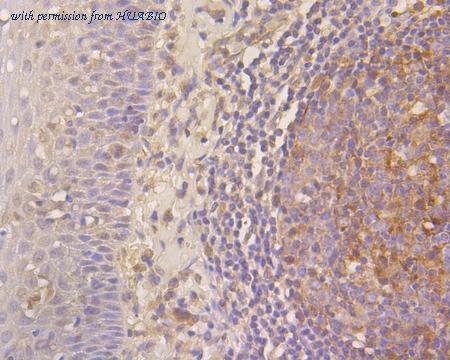 HUABIO HA500180 image 2