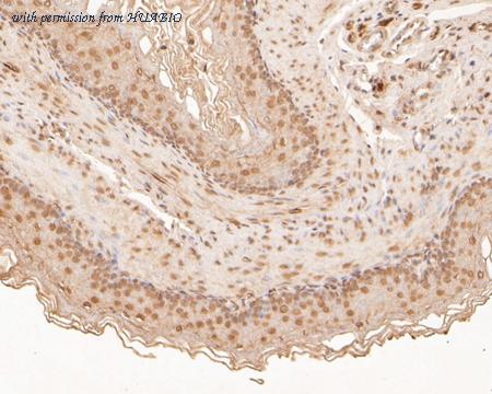 HUABIO HA500181 image 2