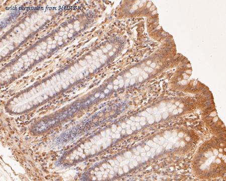 HUABIO HA500181 image 3