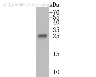 HUABIO HA500182 image 1