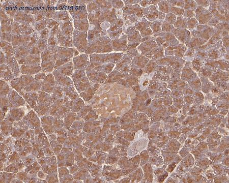 HUABIO HA500182 image 2