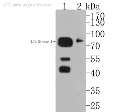 HUABIO HA500189 image 2