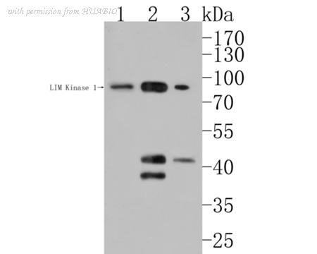 HUABIO HA500189 image 3