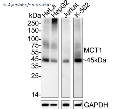 HUABIO HA500190 image 1