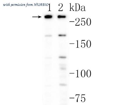 HUABIO HA500191 image 1
