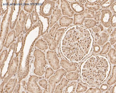 HUABIO HA500191 image 2