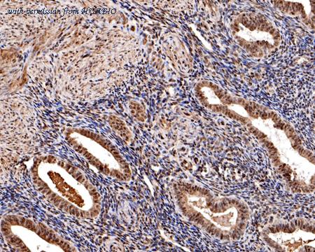 HUABIO HA500191 image 3