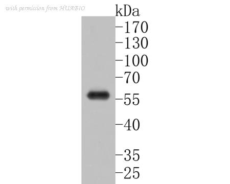 HUABIO HA500192 image 1