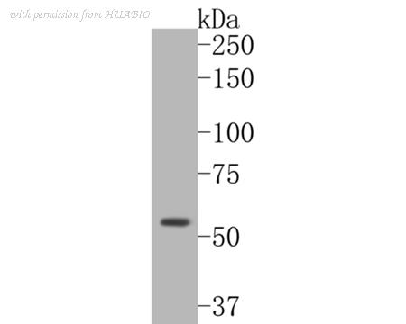 HUABIO HA500192 image 2