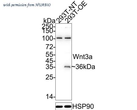 HUABIO HA500193 image 1