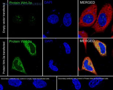HUABIO HA500193 image 2
