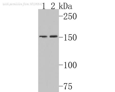 HUABIO HA500197 image 1