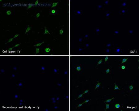 HUABIO HA500197 image 2
