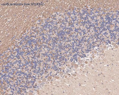 HUABIO HA500198 image 2