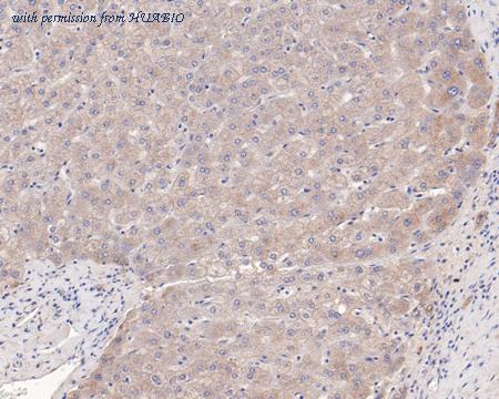 HUABIO HA500198 image 3