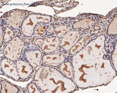 HUABIO HA500200 image 2