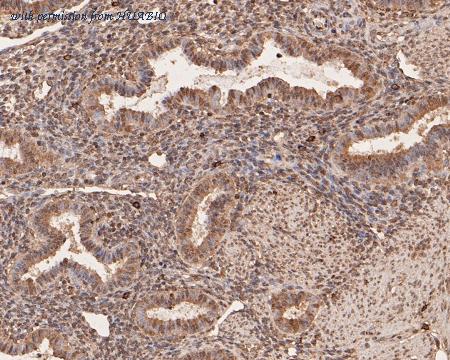 HUABIO HA500200 image 3