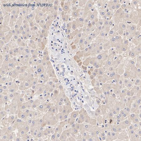 HUABIO HA500201 image 1