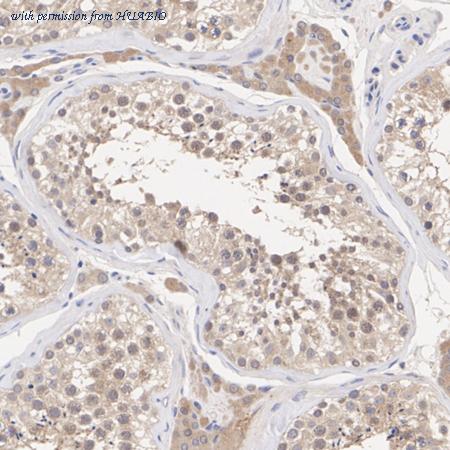 HUABIO HA500201 image 2