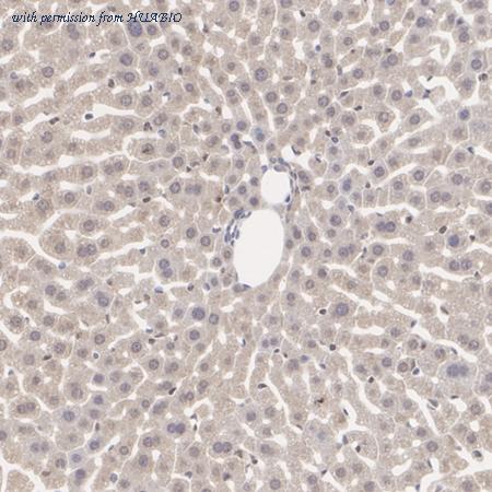 HUABIO HA500201 image 3