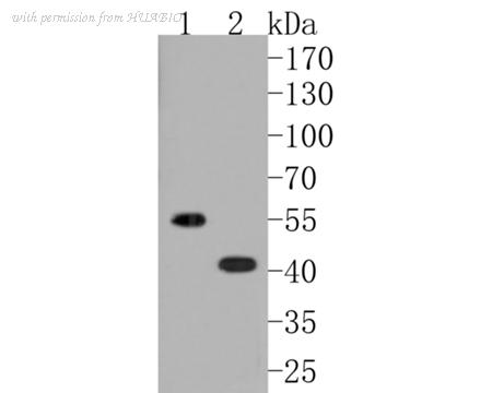 HUABIO HA500203 image 1