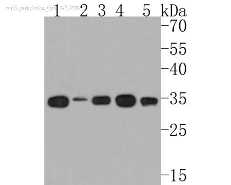 HUABIO HA500205 image 1