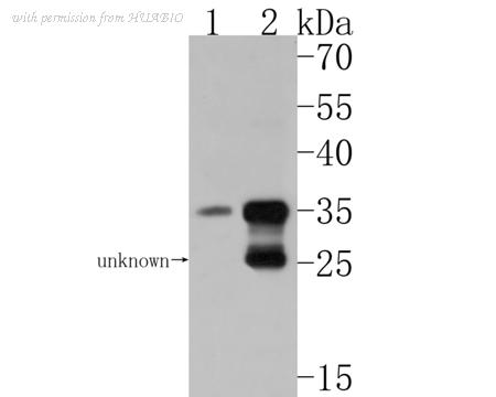 HUABIO HA500205 image 2