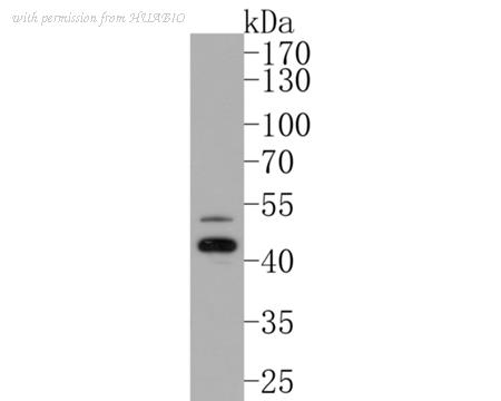 HUABIO HA500211 image 2
