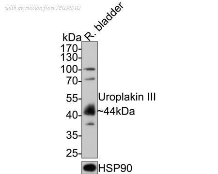 HUABIO HA500212 image 1